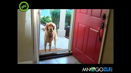 Смях!!куче срещу врата 
