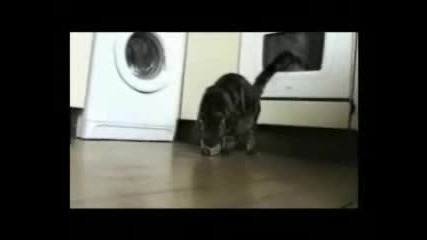 Забавни котки