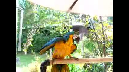 Singing Parrot