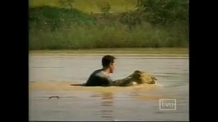 Кевин Ричардсън плува с лъвове 