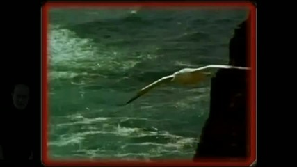 Instrumental - The Flight of the Seagull Hd