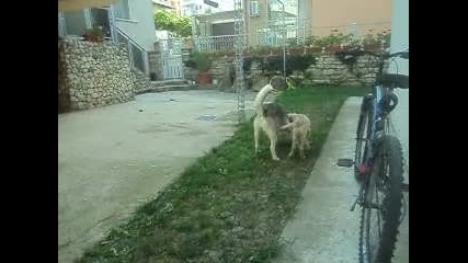 igra
