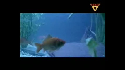 System F - Cry