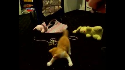 Naruto The Cat = Crazy