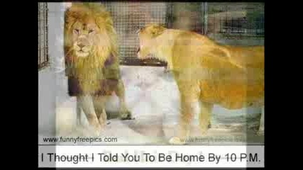 Funny Animals