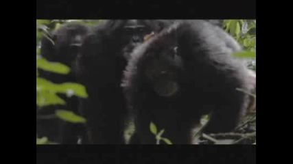 Planet Earth - Chimpanzees