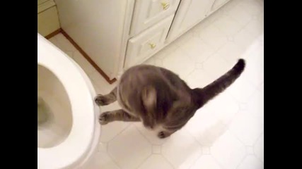 Котка Обича Пущането На Вода От Тоалетно Казанче 