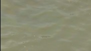 Мазутни петна замърсиха река Дунав край Русе