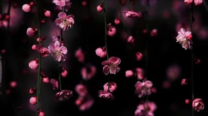 Erich Von Kollar - Pink Flower (c.r.e.c.c.a's Hypnotic Flower Remix)