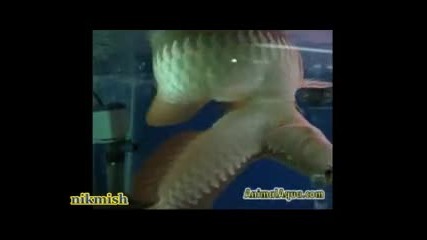 Изумителна риба