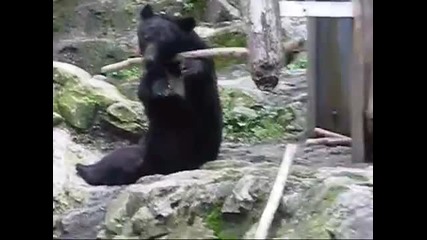 Истинската Кунг Фу панда