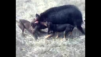 Курцхар и Териерчета..