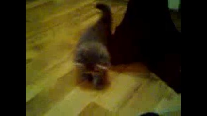 Игра с моята котка