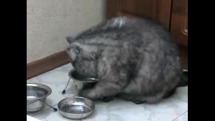 strel4a kote 2