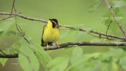 The Beauty Of Spring Yanni - True Nature