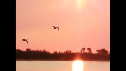 Pyotr Ilych Tchaikovsky-swan Lake