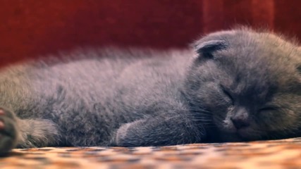 Поспаливо коте