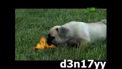 Един филм за френският булдог