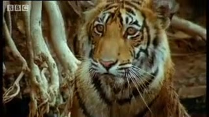 Сладко бебе тигърче - Битка за спасяването на тигрите