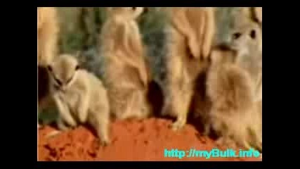 Sleeping Suricats