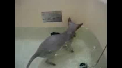 Коте,  което обича водата
