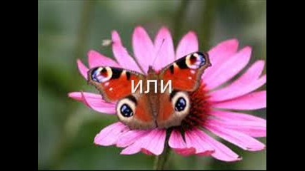 коя двойка е по-сладка