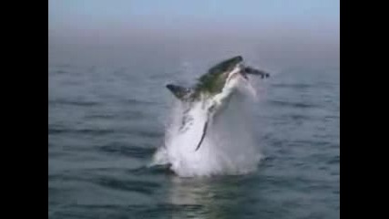 Shark Attack 