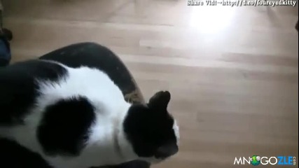 Котката с 4 очи 