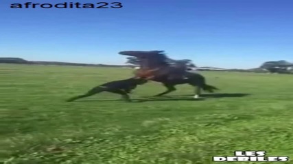 Жена получи ритник от коня си