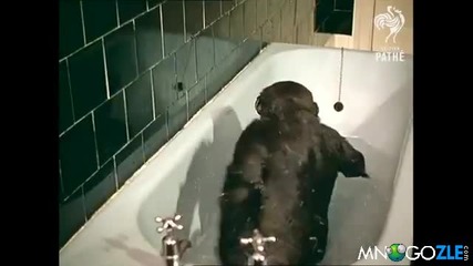 Тази горилка обича да се къпе