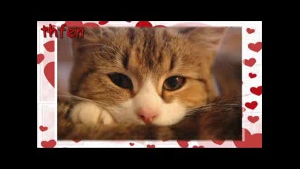 za konkursa na cool cat