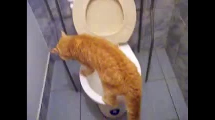 Котка ходи по голяма нужда в тоалетна! ( Смях )