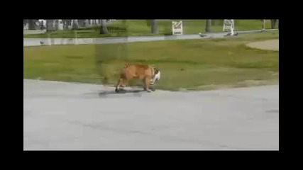 Куче кара скейтборд