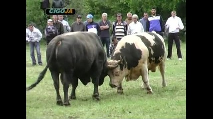 Zvizdan Vs. Saronja 2011