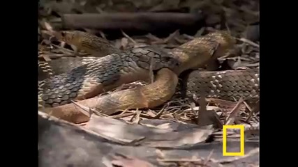 Сбиване на King Cobra и Rat snake 