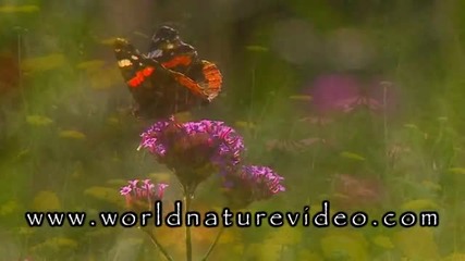 Релакс - Цветя и Пеперуди 