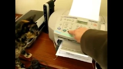 Котки се плашат от принтери
