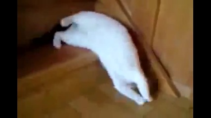 Странен начин за слизане по стълби за котка 