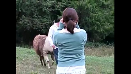 Разярена лама напада хора