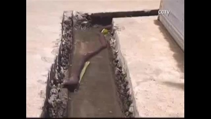 Earthworm or Snake Chinese man finds 50cm long Earthworm in his backyard