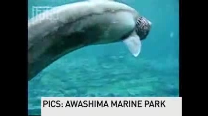 Rare Prehistoric Shark Found in Japan