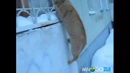 Луд котарак флиртува с маце :d