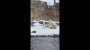 Полярна мечка от зоопарка в Мемфис се наслаждава на снега (ВИДЕО)