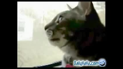 лаеща котка