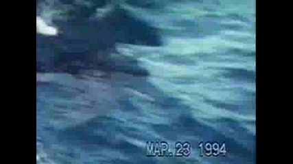 Weird Truefreaky - Open Pacific Shark Attack - Animal Planet 