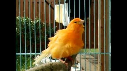 Song by Canary 