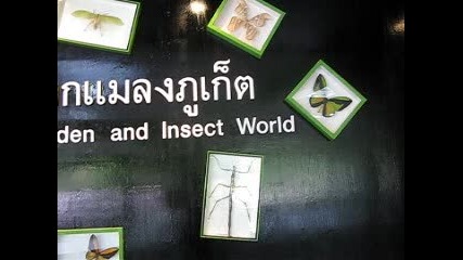 Phuket Butterfly Garden & Insect World 019