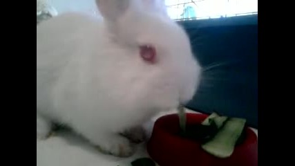 Зайче яде краставичка