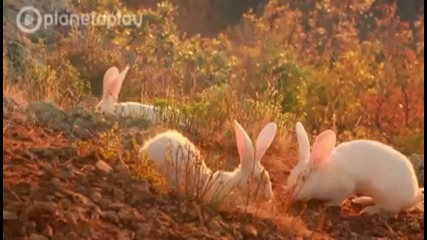 Магда - Улица на самота и грях
