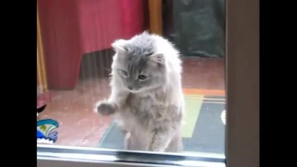 Cute Cat * High Quality * 
